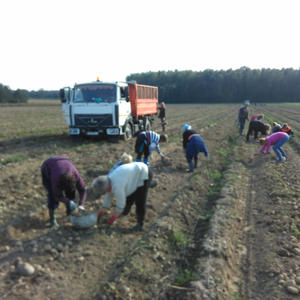 Уборка второго хлеба в хозяйстве