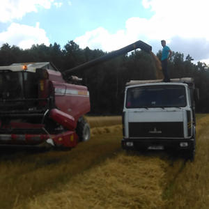 Приступили к уборке зерновых культур